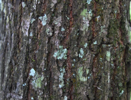 Lafoensia pacari