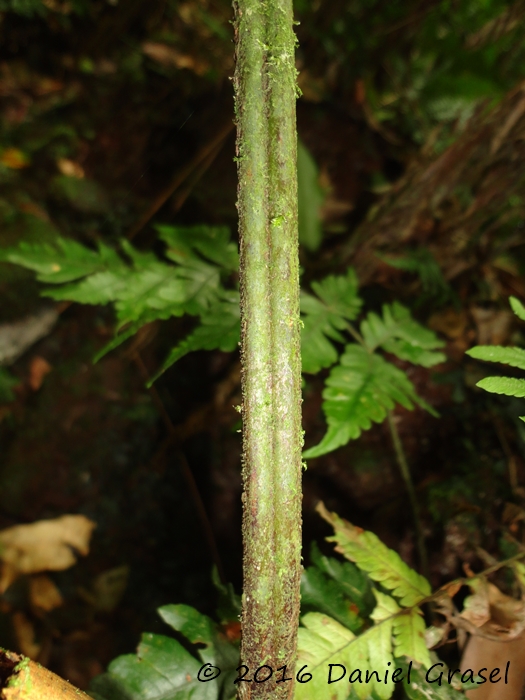 Megalastrum connexum