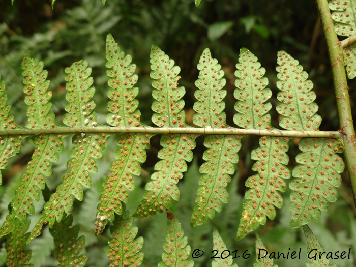 Megalastrum connexum