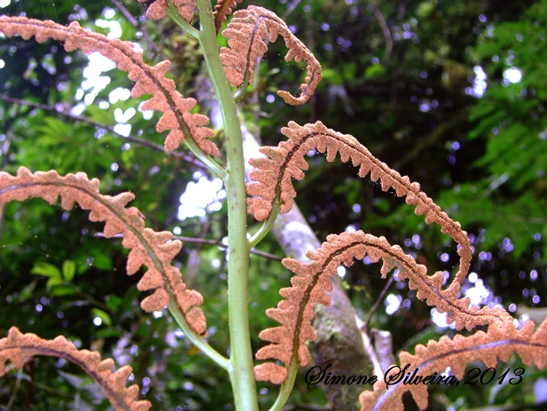 Olfersia cervina