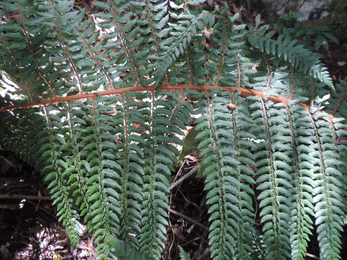 Polystichum caudescens