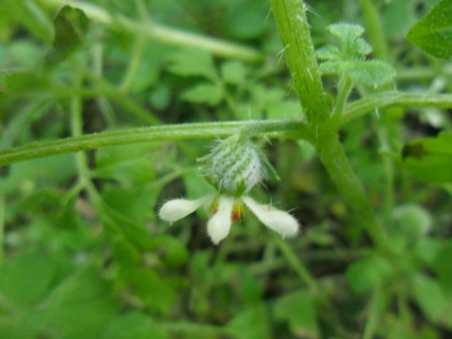 Blumenbachia latifolia