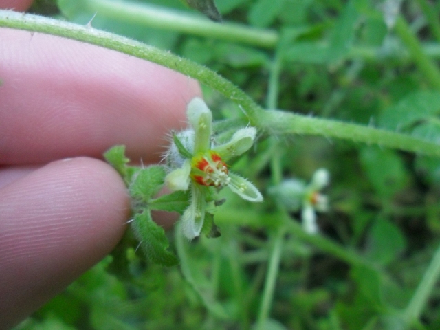 Blumenbachia latifolia