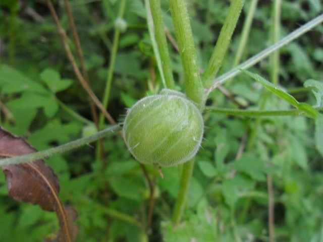 Blumenbachia latifolia