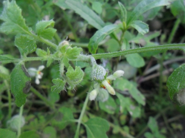 Blumenbachia latifolia