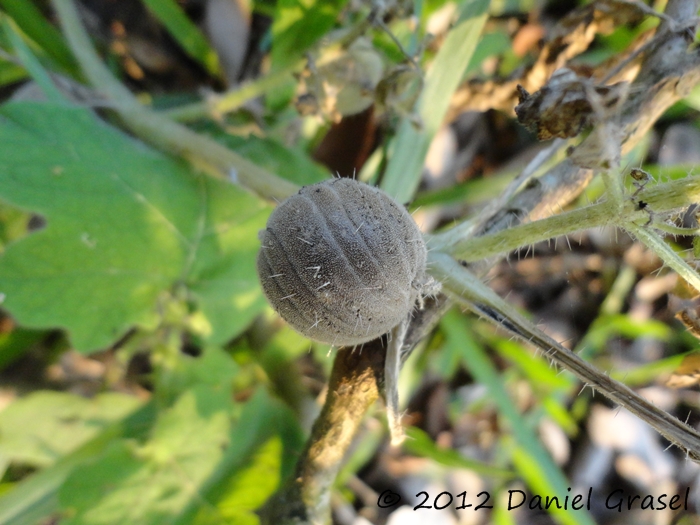 Blumenbachia latifolia