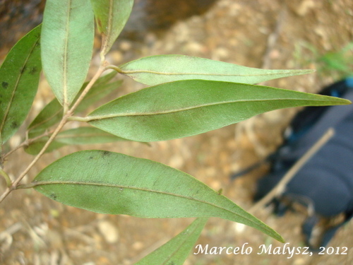 Myrcia splendens