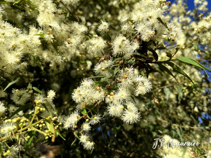 Myrcia splendens