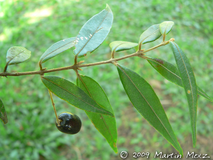 Myrcia splendens