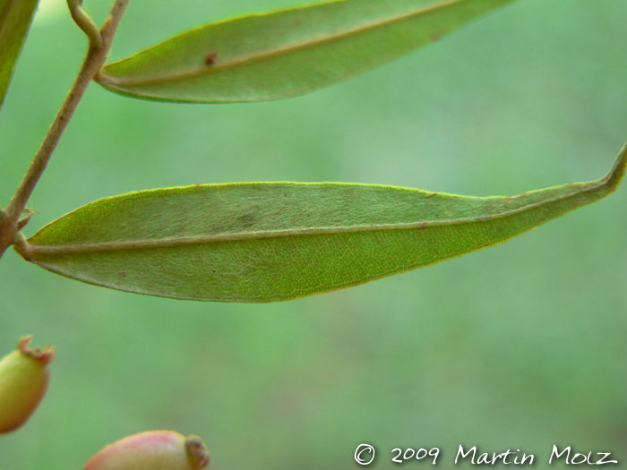 Myrcia splendens