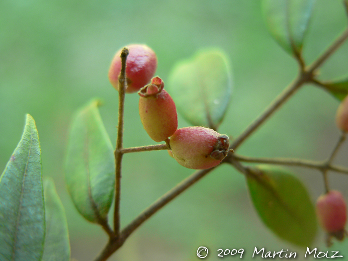 Myrcia splendens