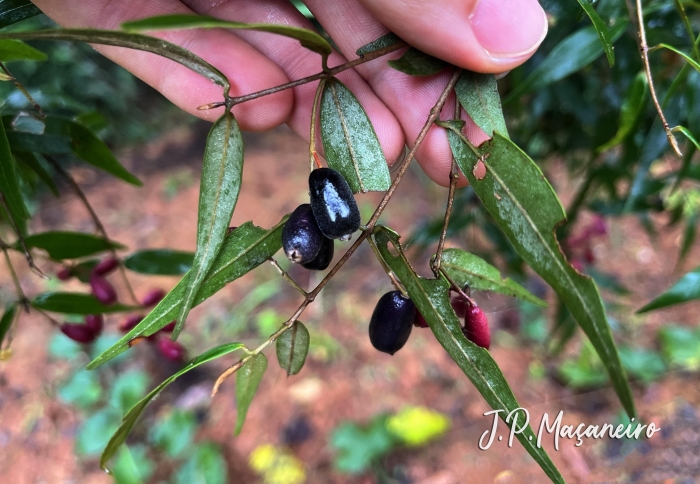 Myrcia splendens
