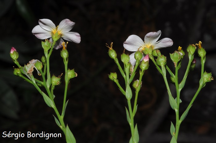 Linum carneum