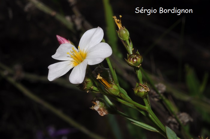 Linum carneum