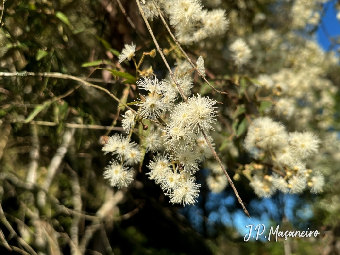 Myrcia splendens