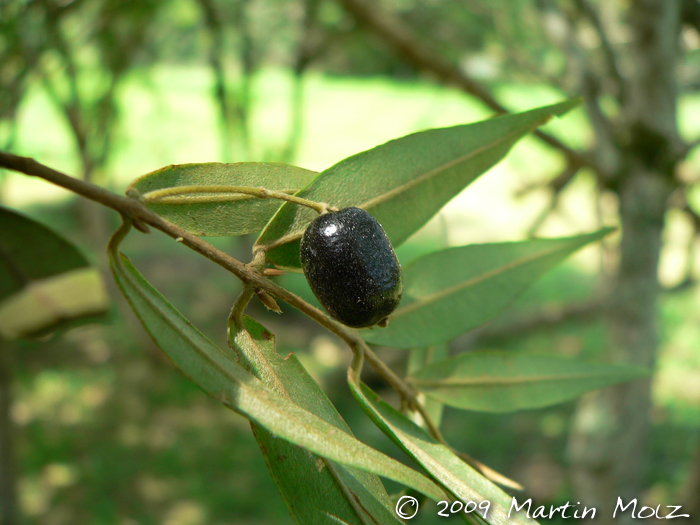 Myrcia splendens