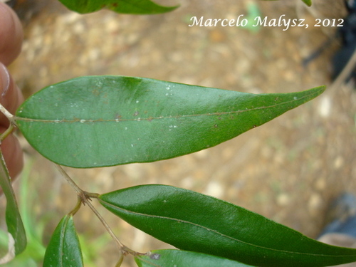 Myrcia splendens