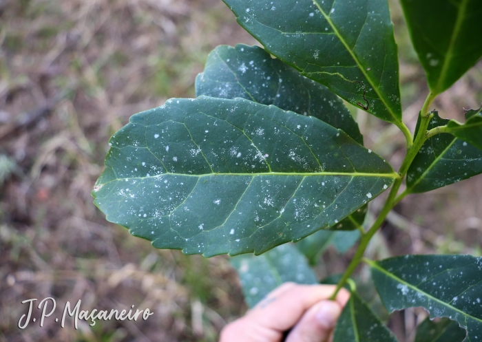 Ilex paraguariensis