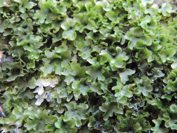 Didymoglossum hymenoides