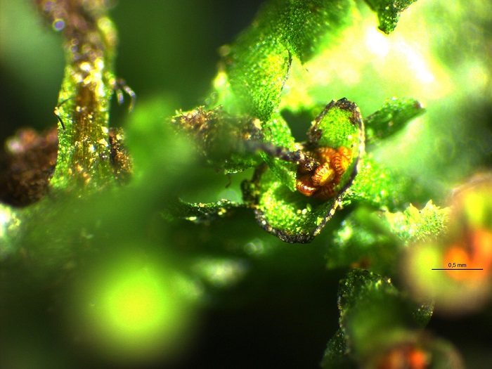 Didymoglossum hymenoides