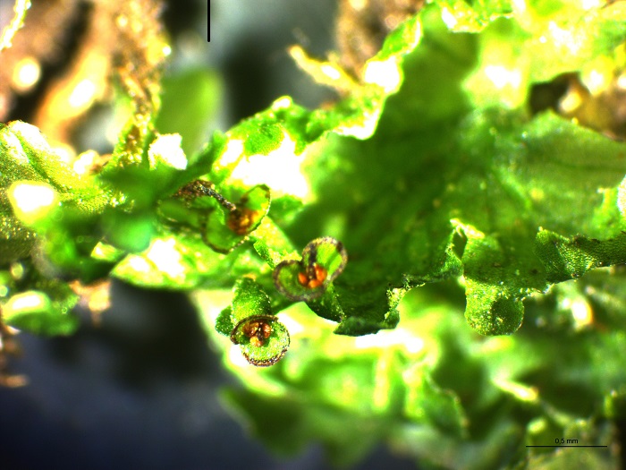 Didymoglossum hymenoides