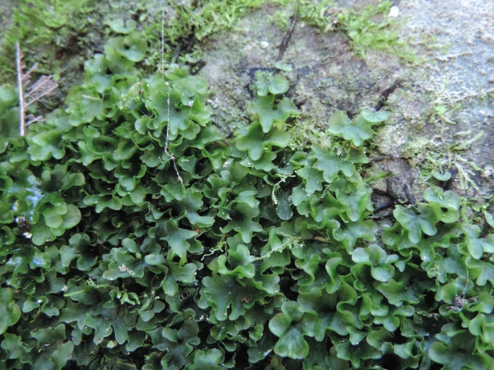 Didymoglossum hymenoides