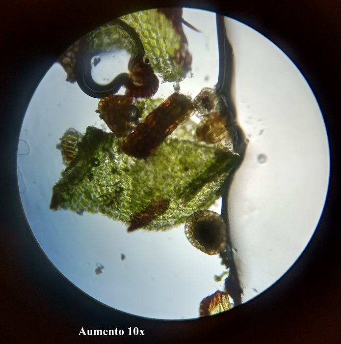 Didymoglossum hymenoides