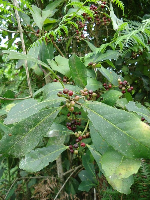 Ilex paraguariensis