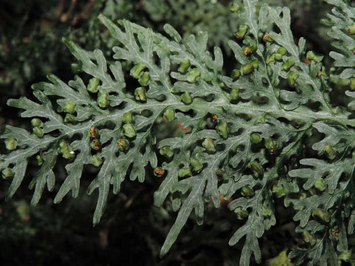 Hymenophyllum caudiculatum