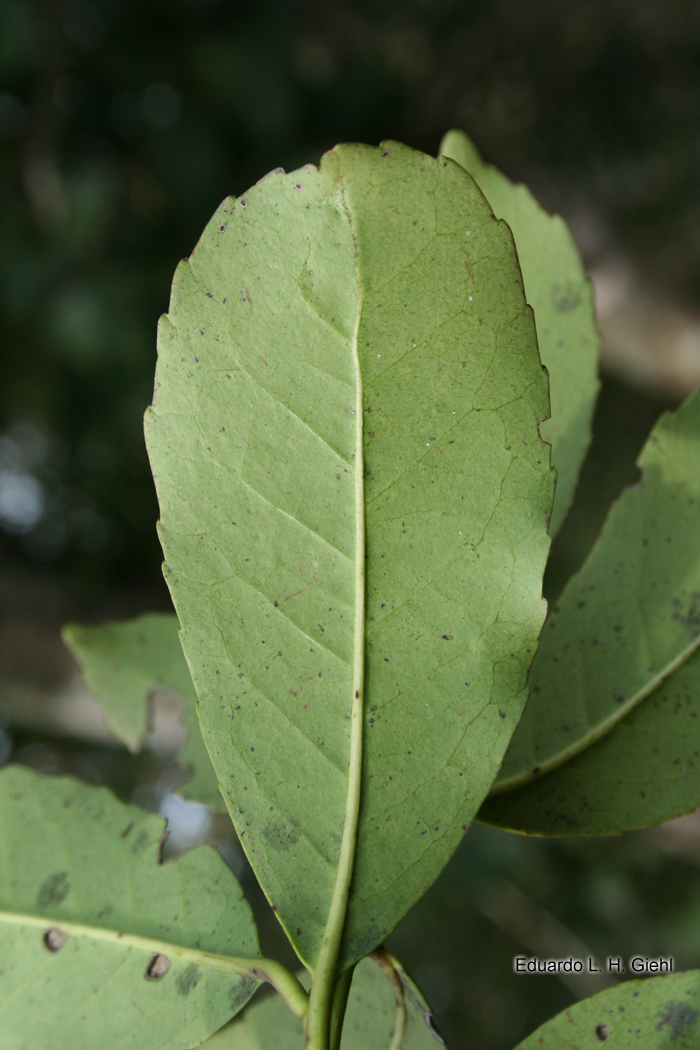 Ilex paraguariensis