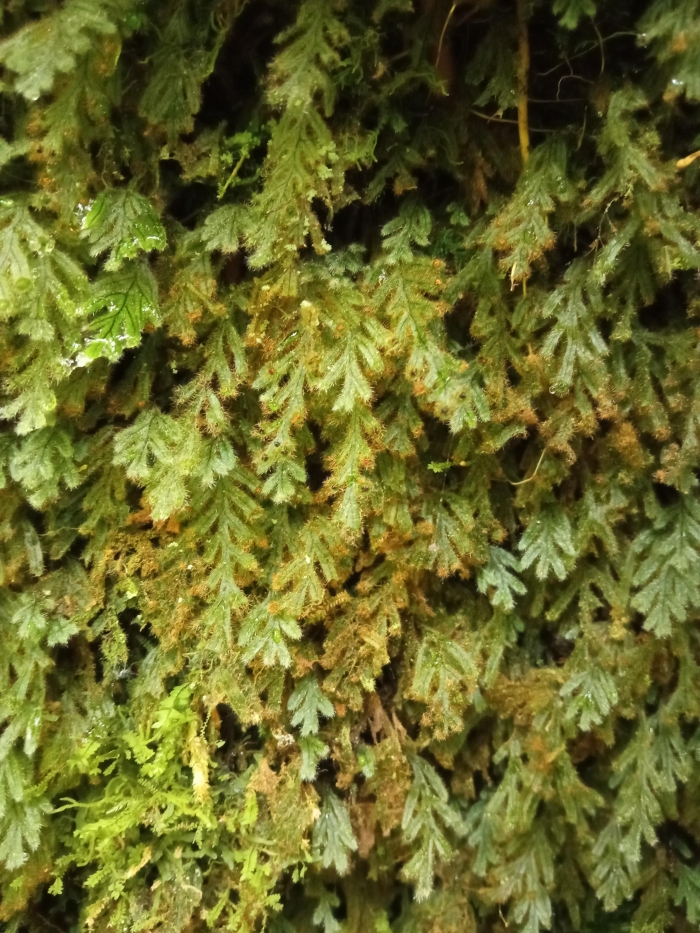 Hymenophyllum delicatulum