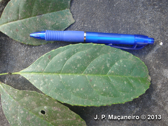 Ilex paraguariensis