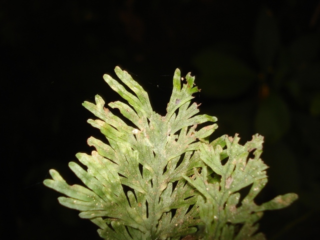 Hymenophyllum magellanicum