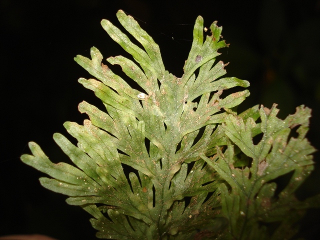 Hymenophyllum magellanicum