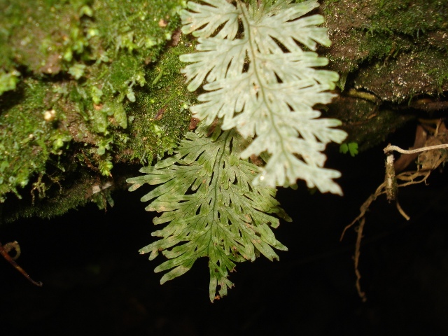 Hymenophyllum magellanicum
