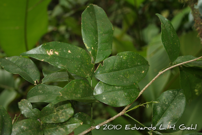 Lonchocarpus torrensis