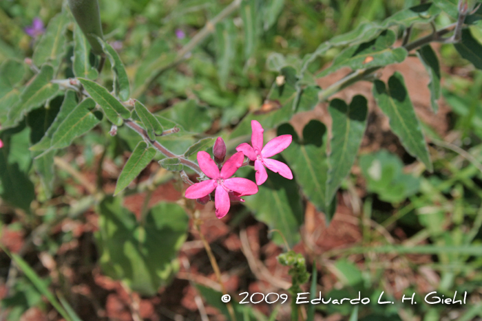 Oxypetalum coccineum