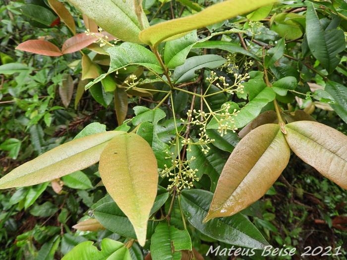Myrcia hatschbachii