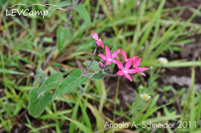 Oxypetalum coccineum