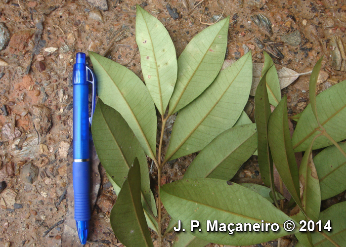 Myrceugenia myrcioides