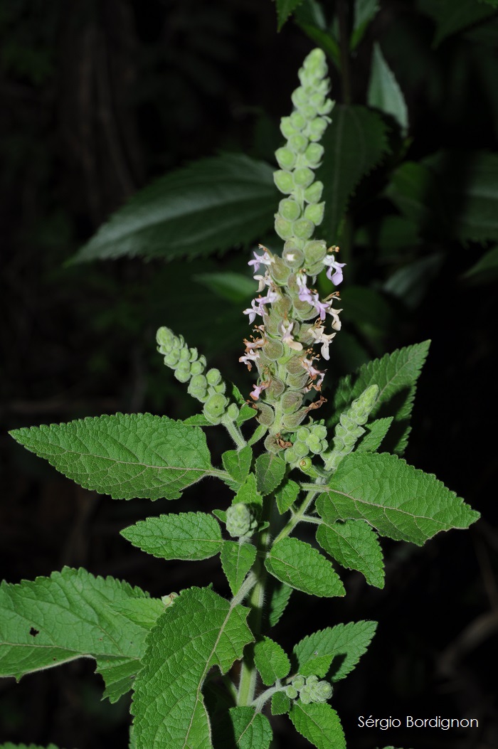 Teucrium vesicarium