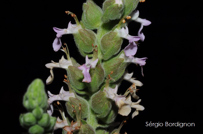 Teucrium vesicarium