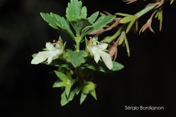 Teucrium cubense