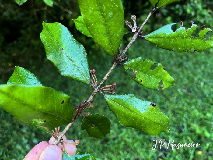Myrceugenia miersiana