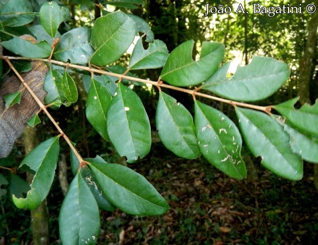 Myrceugenia miersiana