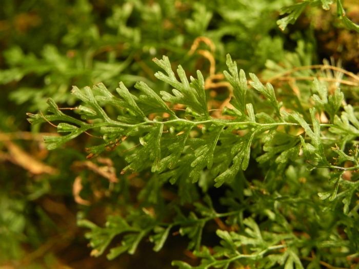 Polyphlebium angustatum