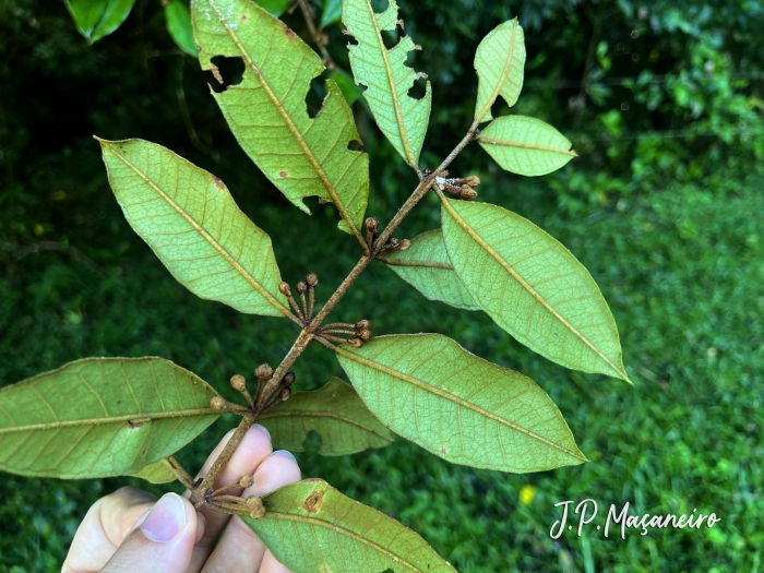 Myrceugenia miersiana
