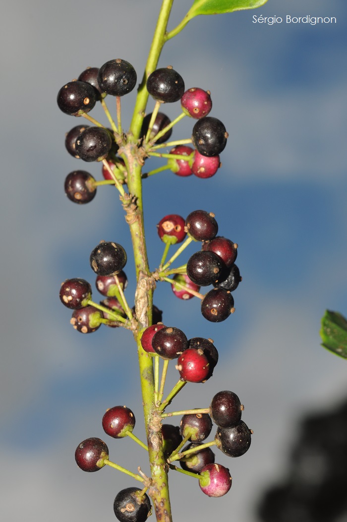 Ilex paraguariensis