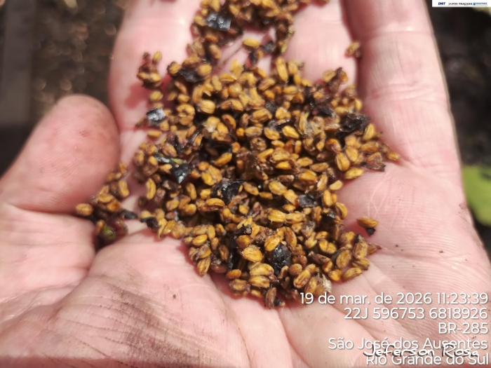 Ilex paraguariensis