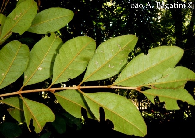 Myrceugenia miersiana